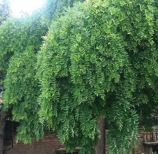 Lupo Azzurro 시에나