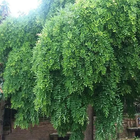 Lupo Azzurro 锡耶纳